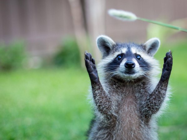 енот полоскун