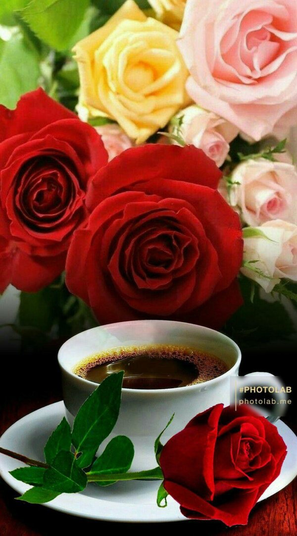 доброго утра с розами