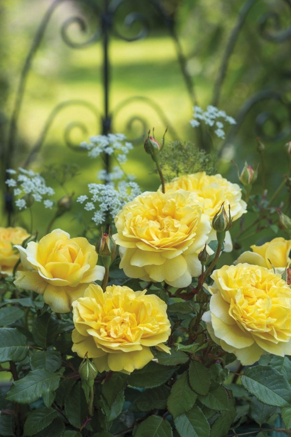 роза английская шарлотта