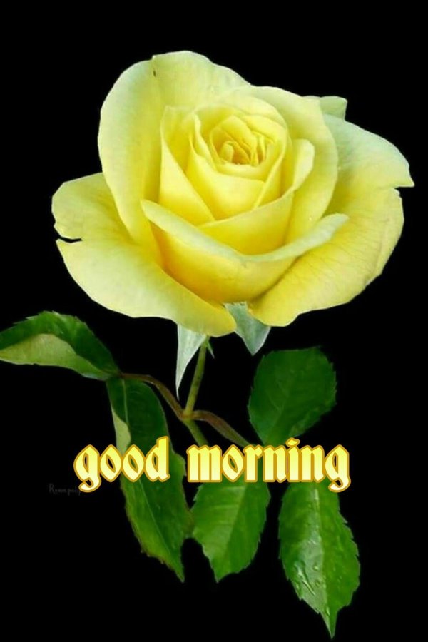 good morning flowers roses