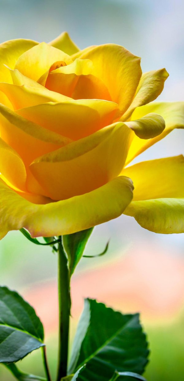 роза желто красная