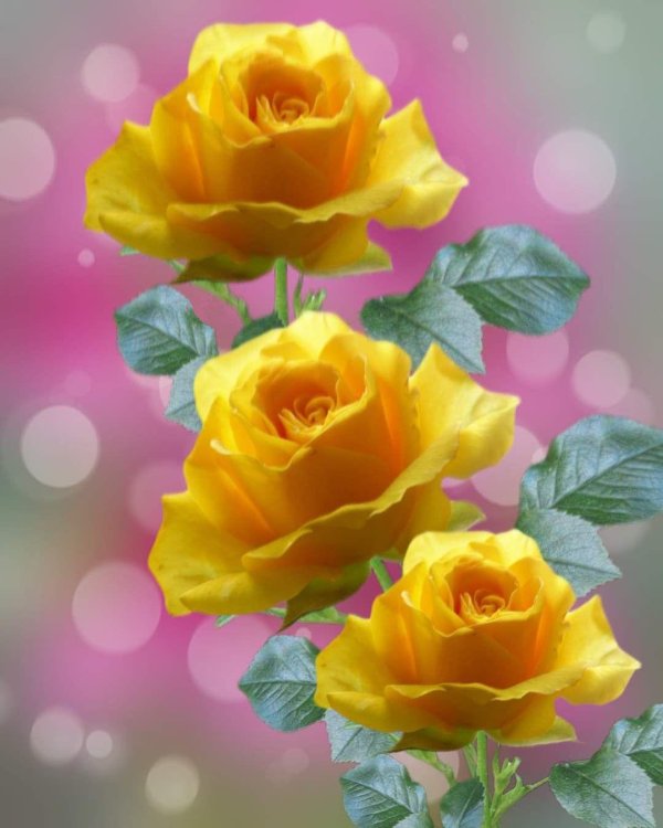 роза открытка