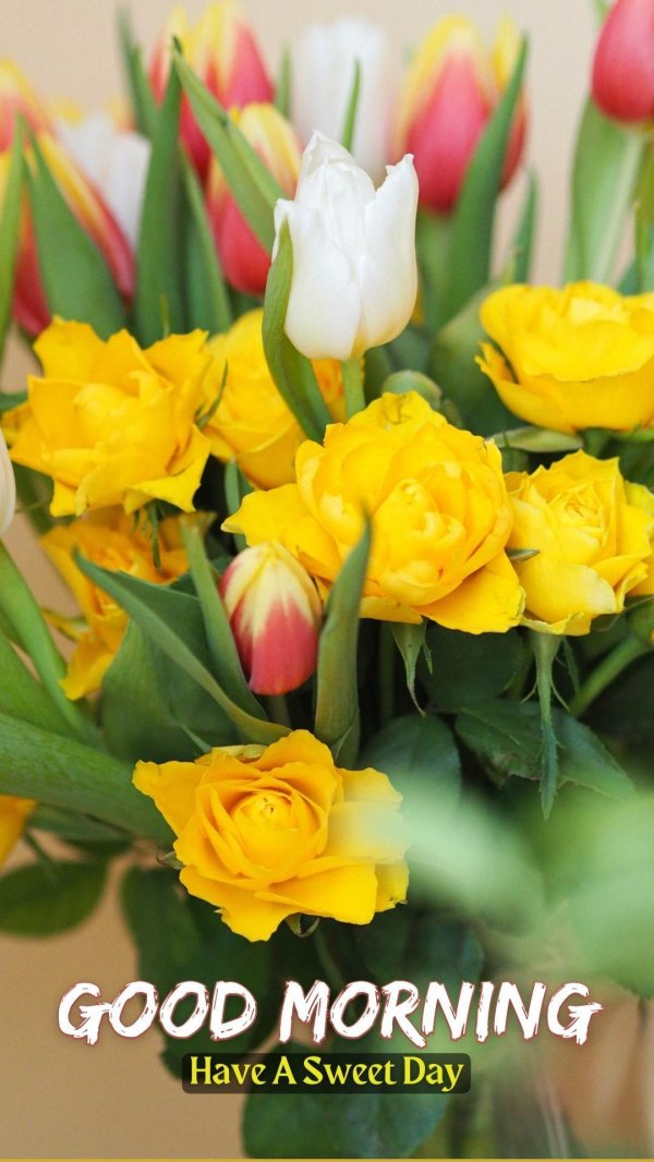 роза керио чайно гибридная