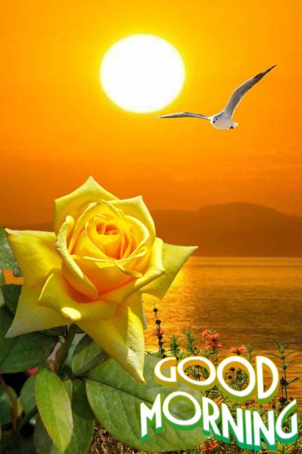 good morning beautiful