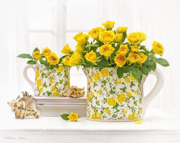 цветы утренние