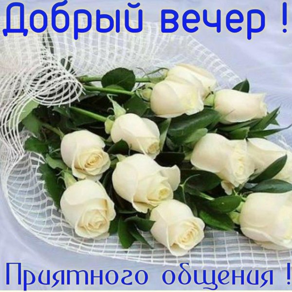 открытка с белыми розами