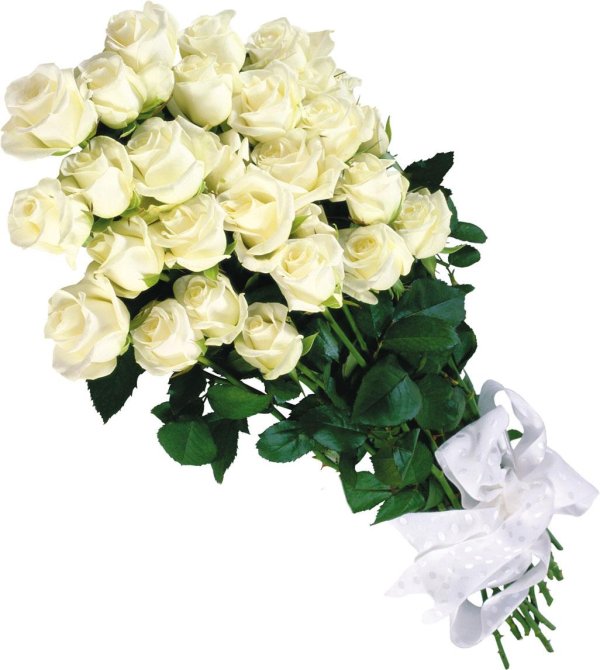 открытка с белыми розами