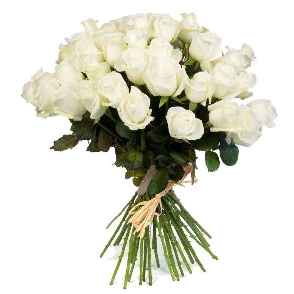 розы мондиаль белые