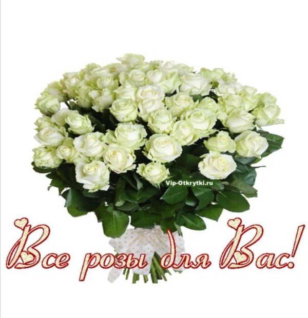 51 роза венделла