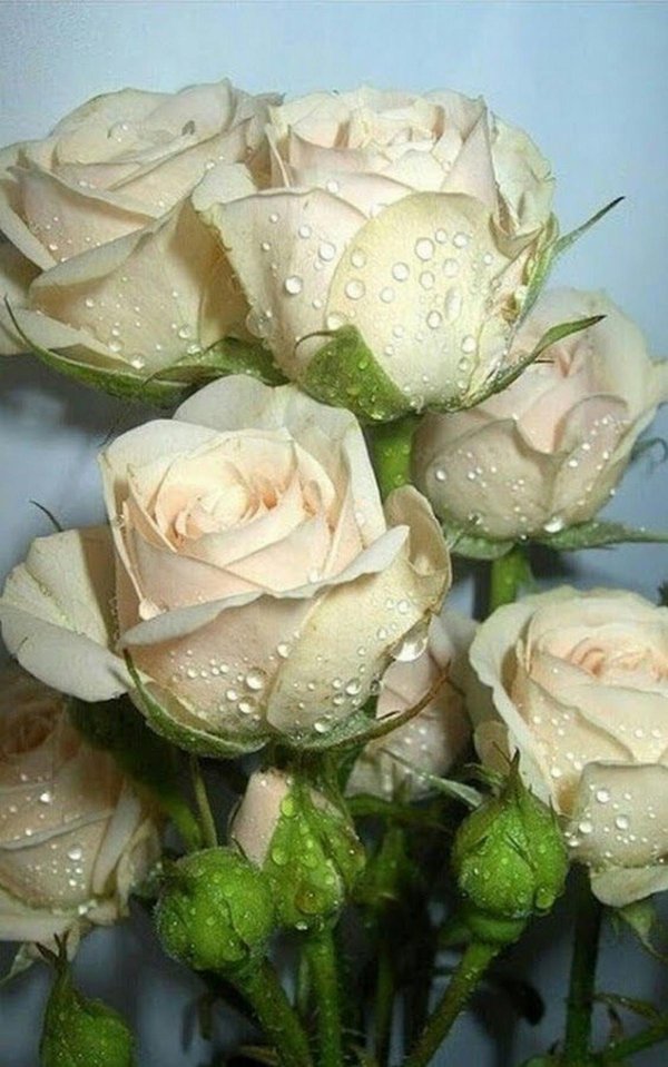 роза в росе