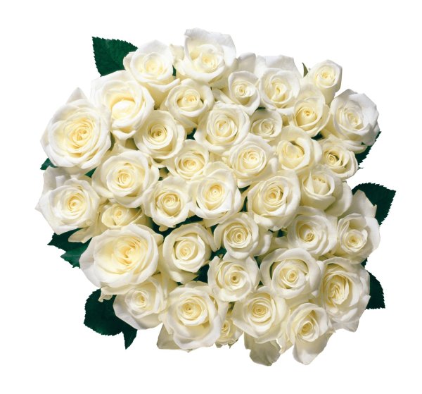 роза вайт роуз