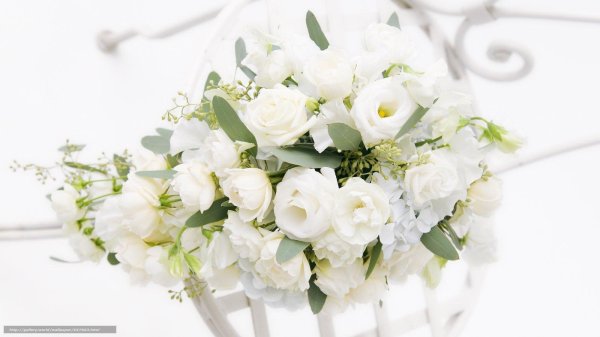 белые цветки