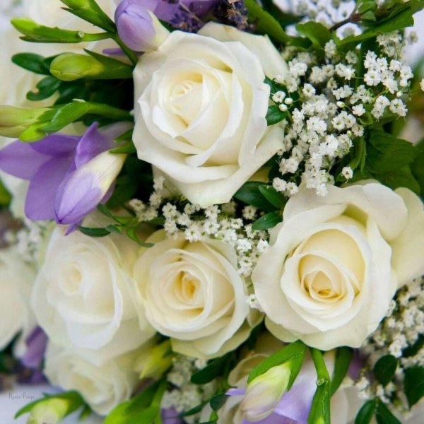 freesia фрезия роза