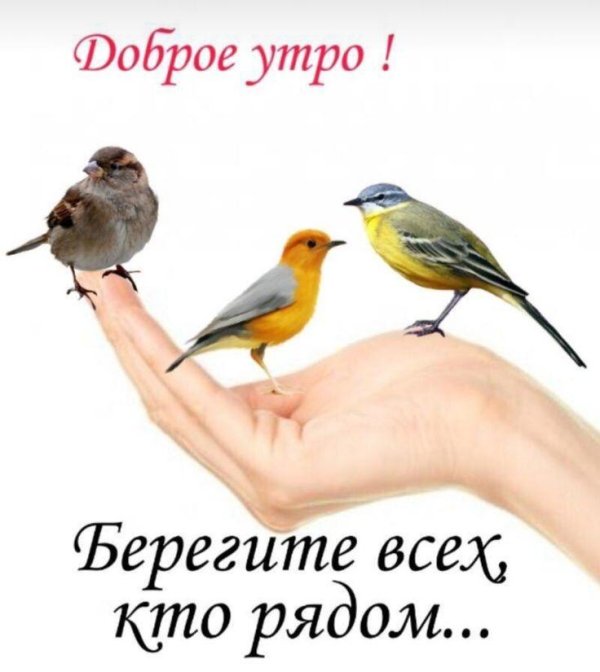 желтая трясогузка