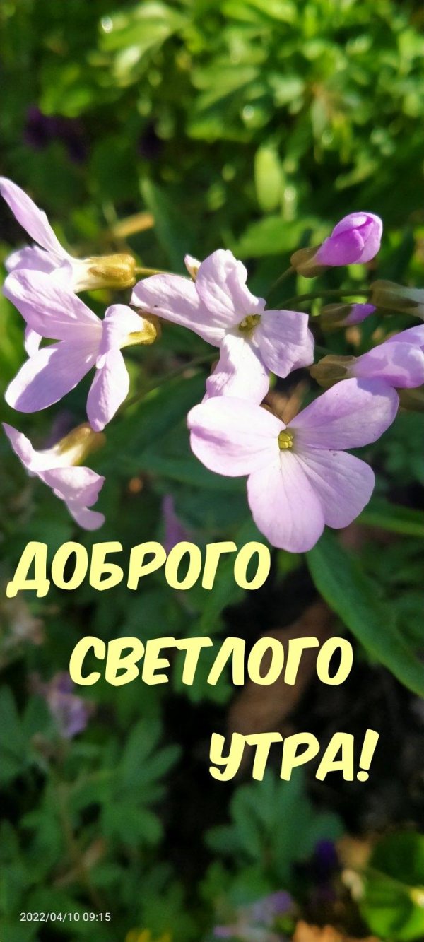 доброго светлого утречка