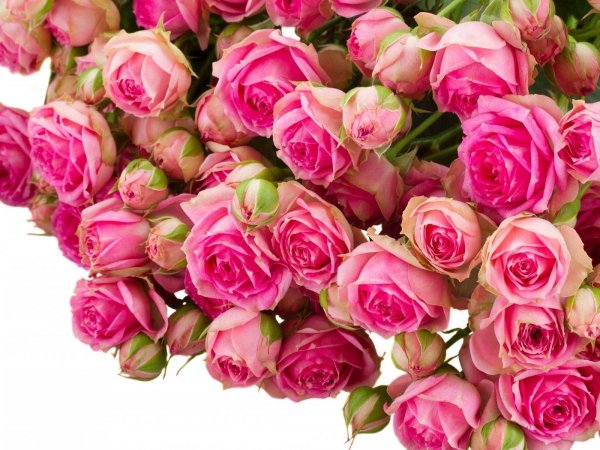 роза кустовая