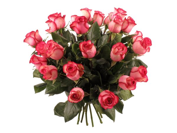 роза эквадор карусель