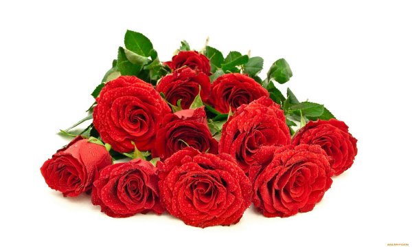 букет красные розы