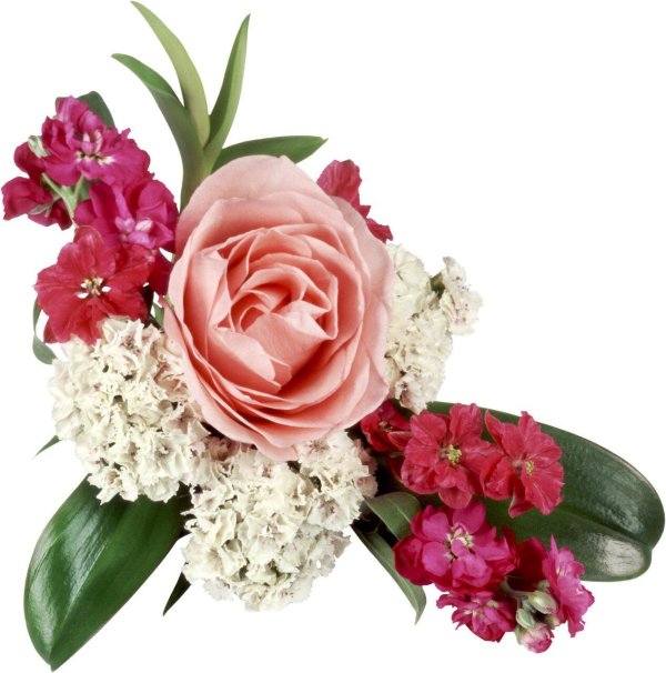 букет цветов прозрачный фон