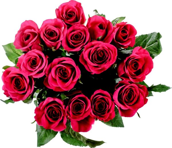 роза на прозрачном фоне