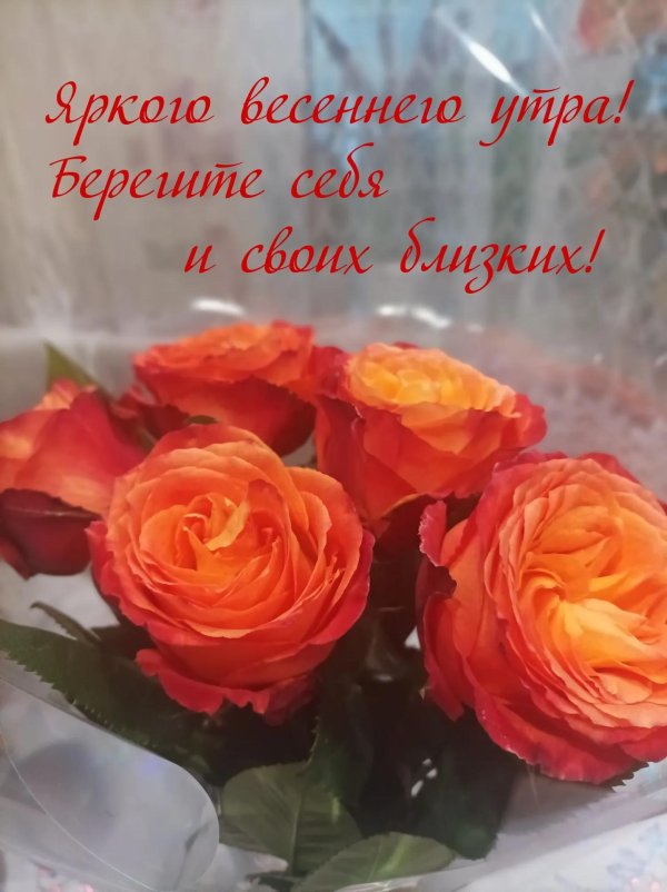 роза чайногибридная оранж