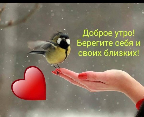 синичка на руке