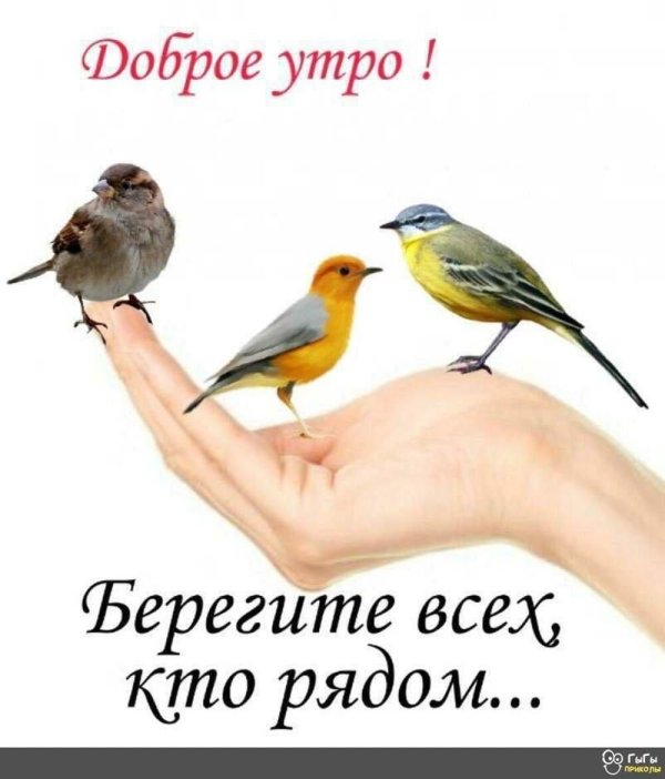 желтая трясогузка