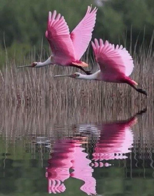 roseate spoonbill