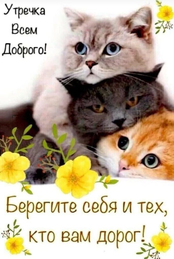 доброго утра с котиками