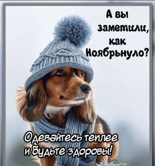 красивая собака