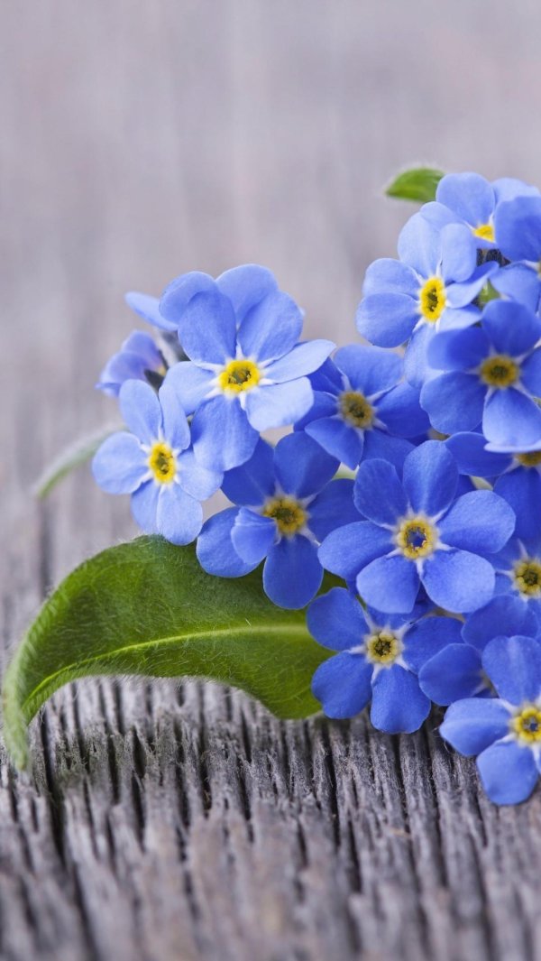 незабудка голубая