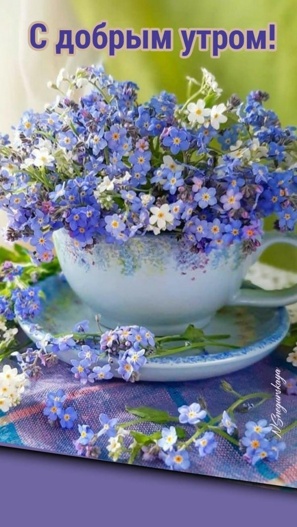 цветок незабудки