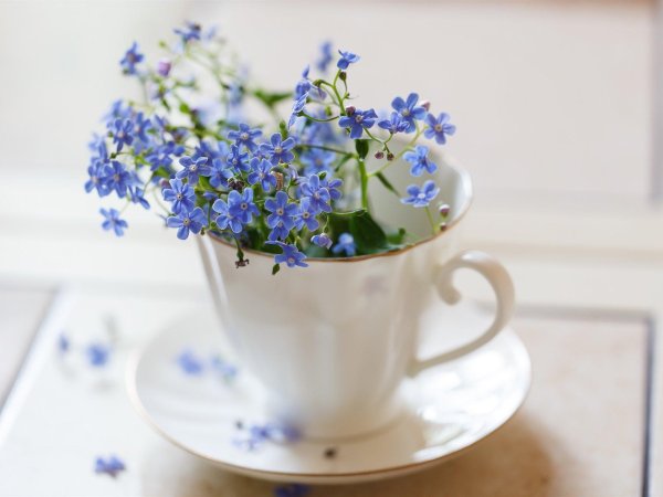 незабудка в горшке
