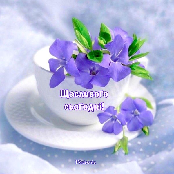 цветок барвинок