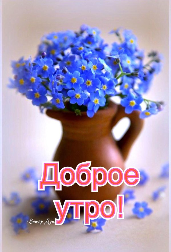 незабудка ультрамарин