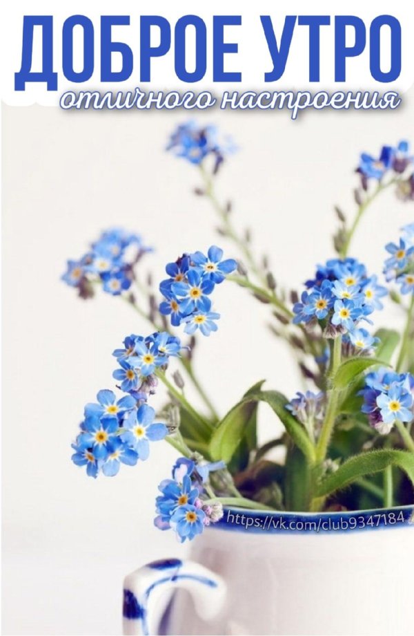 незабудка myosotis myomark