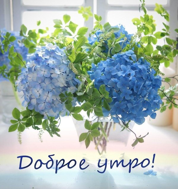 гортензии цветы