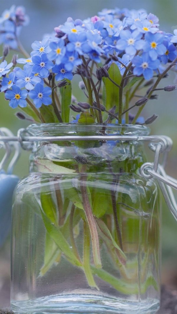 незабудка лесная myosotis sylvatica