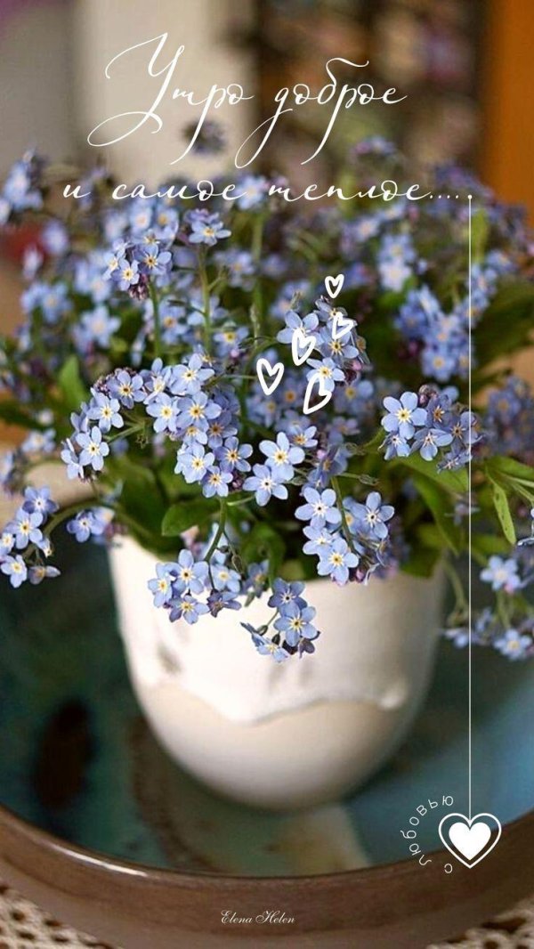 незабудка myosotis myomark