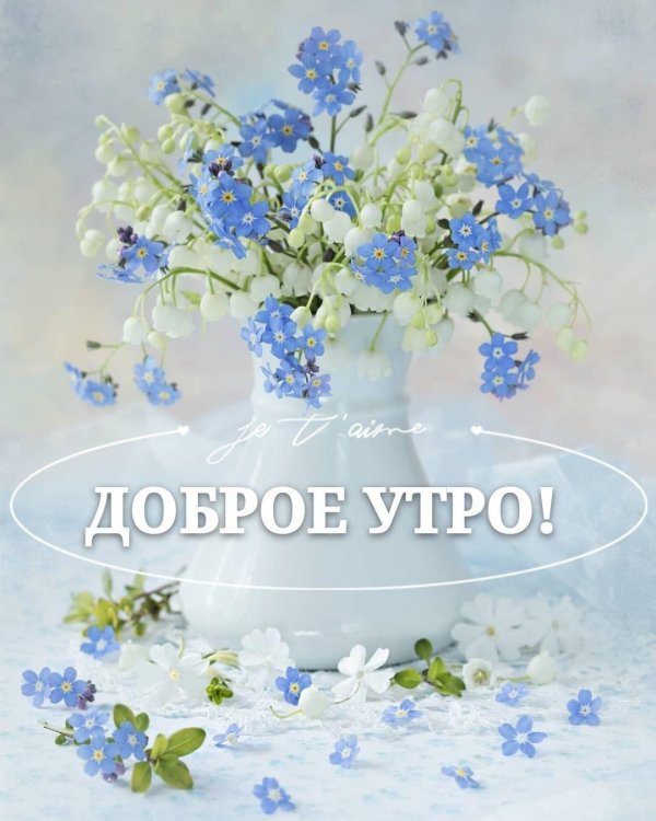 добрый день с незабудками