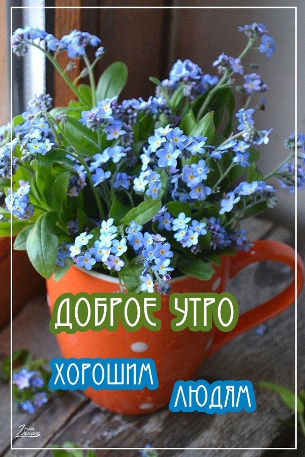 незабудка myosotis myomark