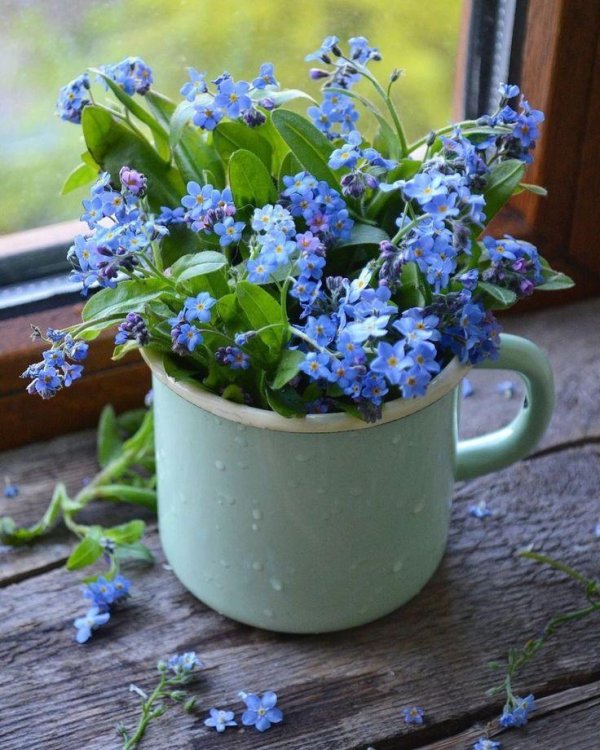 доброемутро незабудки