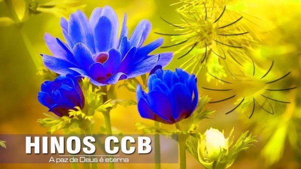 голубые анемоны