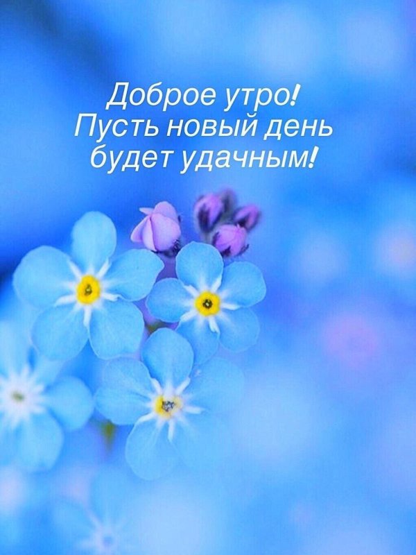 голубой цветочек