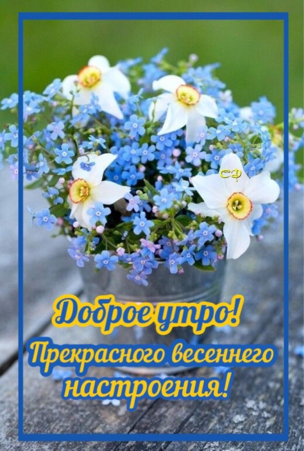 красивый букет незабудок