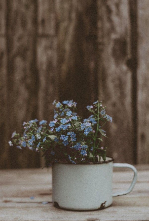 незабудка горшечная