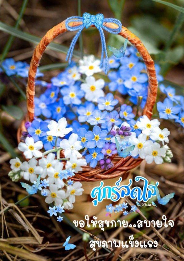 незабудка луговая