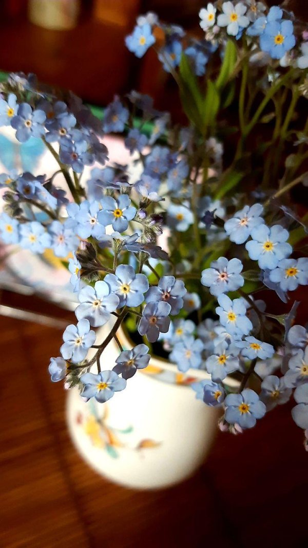 незабудка альпийская