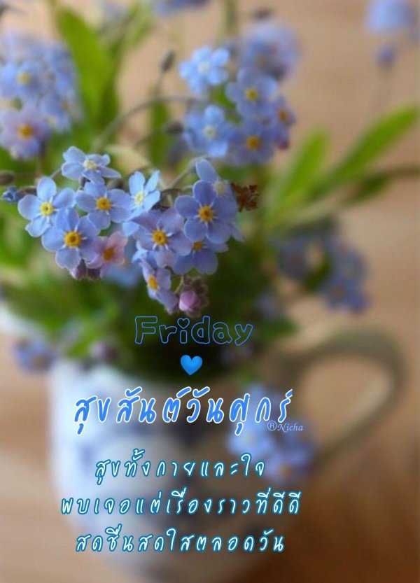 незабудка голубая