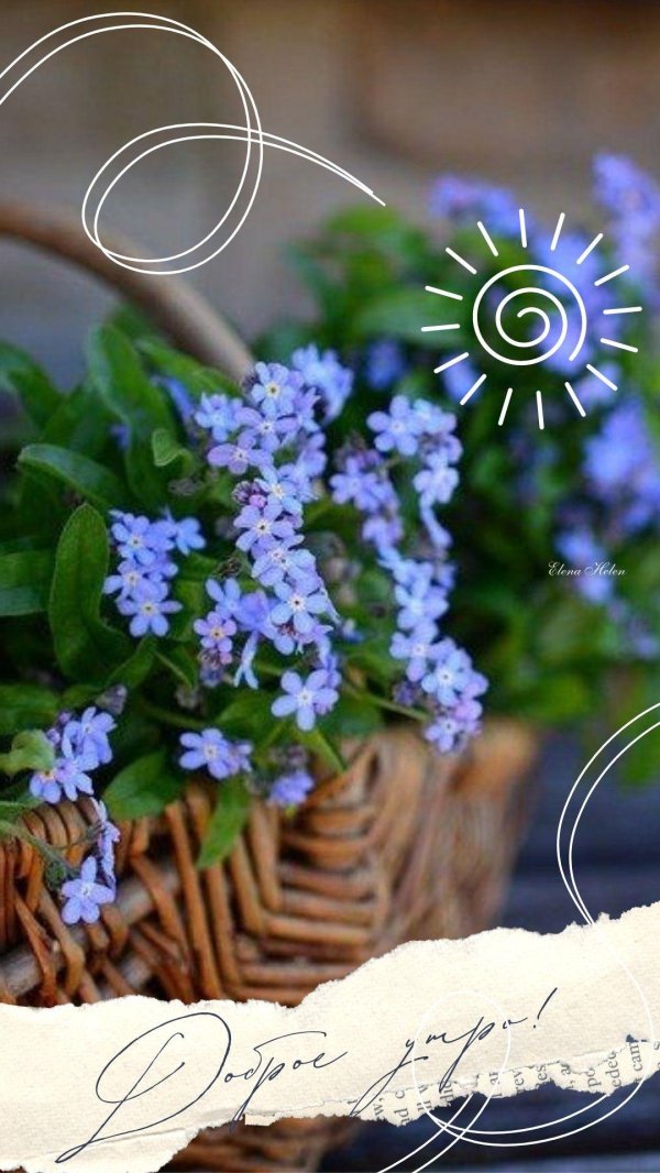 незабудка альпийская синяя корзинка